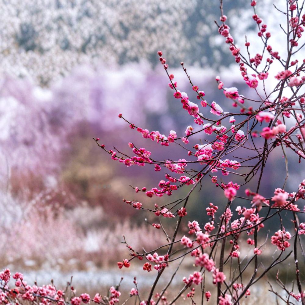 Peggy Clarke Japanese Flowering Apricot Tree | 30 Inches Tall | Fragrant Double Pink Blooms | Prunus mume Live Plant
