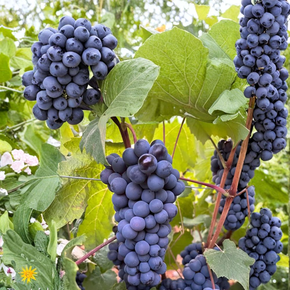Thomcord Seedless Grape Plant - Live Starter Vine - Sweet Blue-Black Table Grape - Vitis Hybrid - Easy to Grow