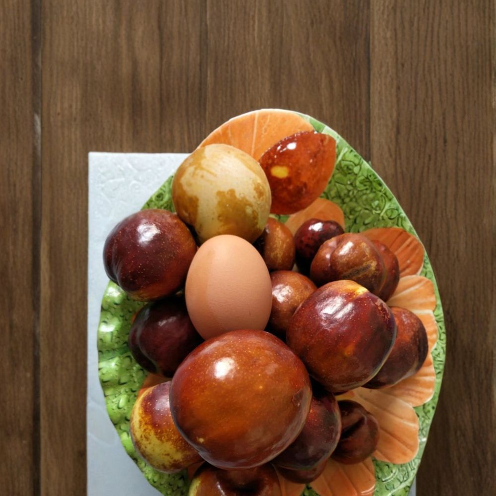 Shanxi Li Giant Jujube Tree | 3ft Live Bare Root | Extra Large Pear Jujube | Ziziphus jujuba | Chinese Date Variety