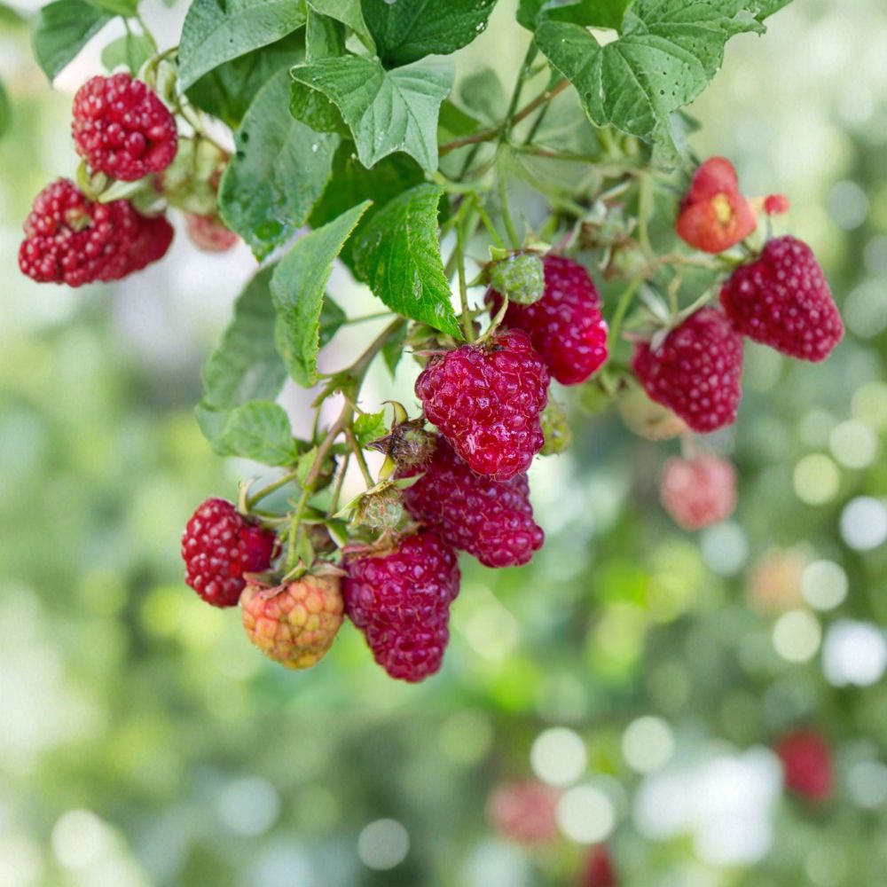 Jaclyn Everbearing Raspberry Plant | Live Rooted Red Raspberry | Sweet Candy-Like Flavor | Rubus idaeus | Zones 3–8