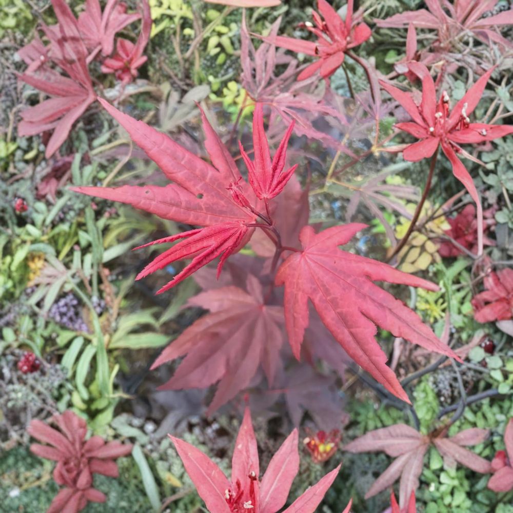 Acer palmatum ‘Ruth’s Red’ Live Tree | 30-35 Inch Dark Red Japanese Maple | Upright Ornamental | #3 Container Size