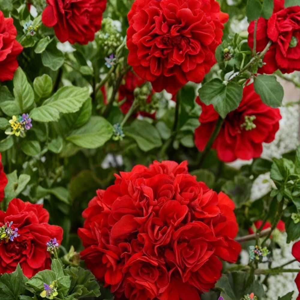 Presto Dark Red Geranium Seeds | 25+ Seeds | Pelargonium Zonal | Vibrant Red Blooms for Patio & Container Gardening