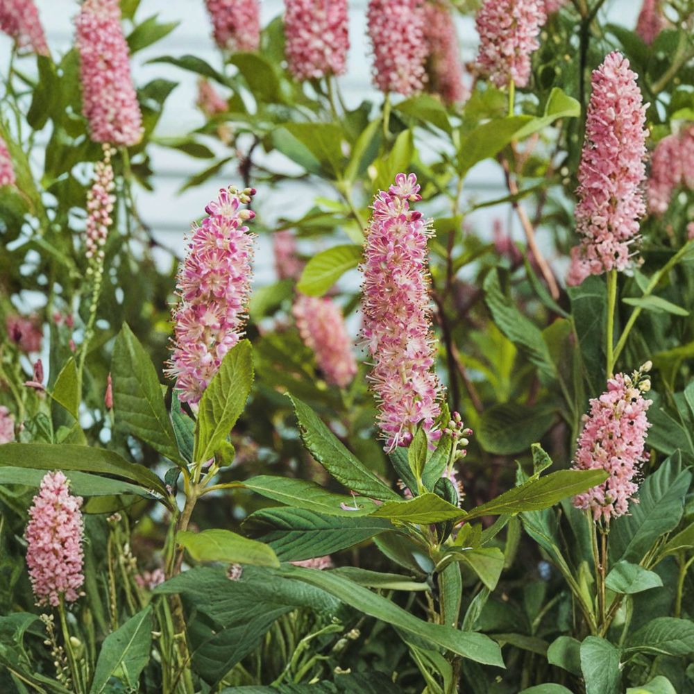 Ruby Spice Summersweet Shrub - 4 Inch Pot - Fragrant Pink Flowering Plant - Clethra alnifolia ‘Ruby Spice’ - Pollinator Friendly