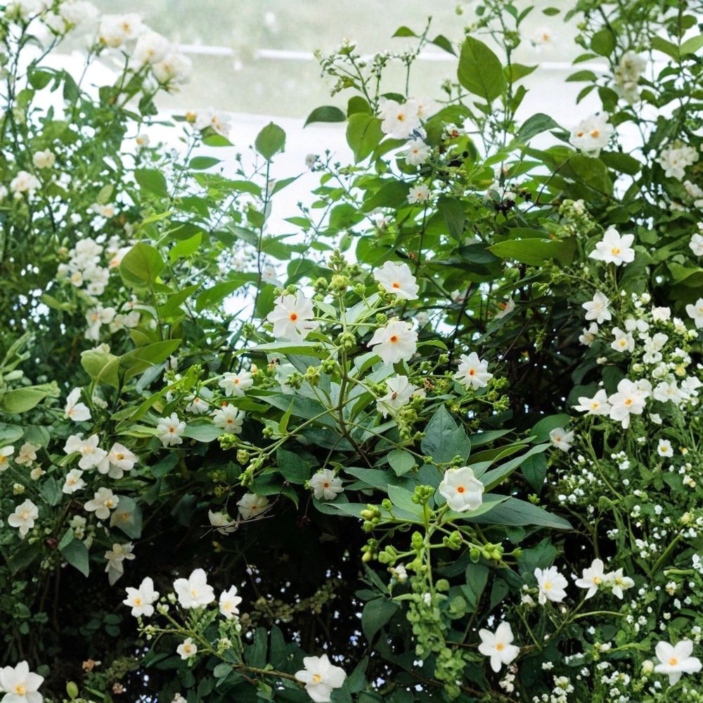 Night Jasmine Seeds | 10 Seeds | Fragrant Night Blooming Shrub | Nyctanthes arbor-tristis | Parijat Tree | Exotic Plant