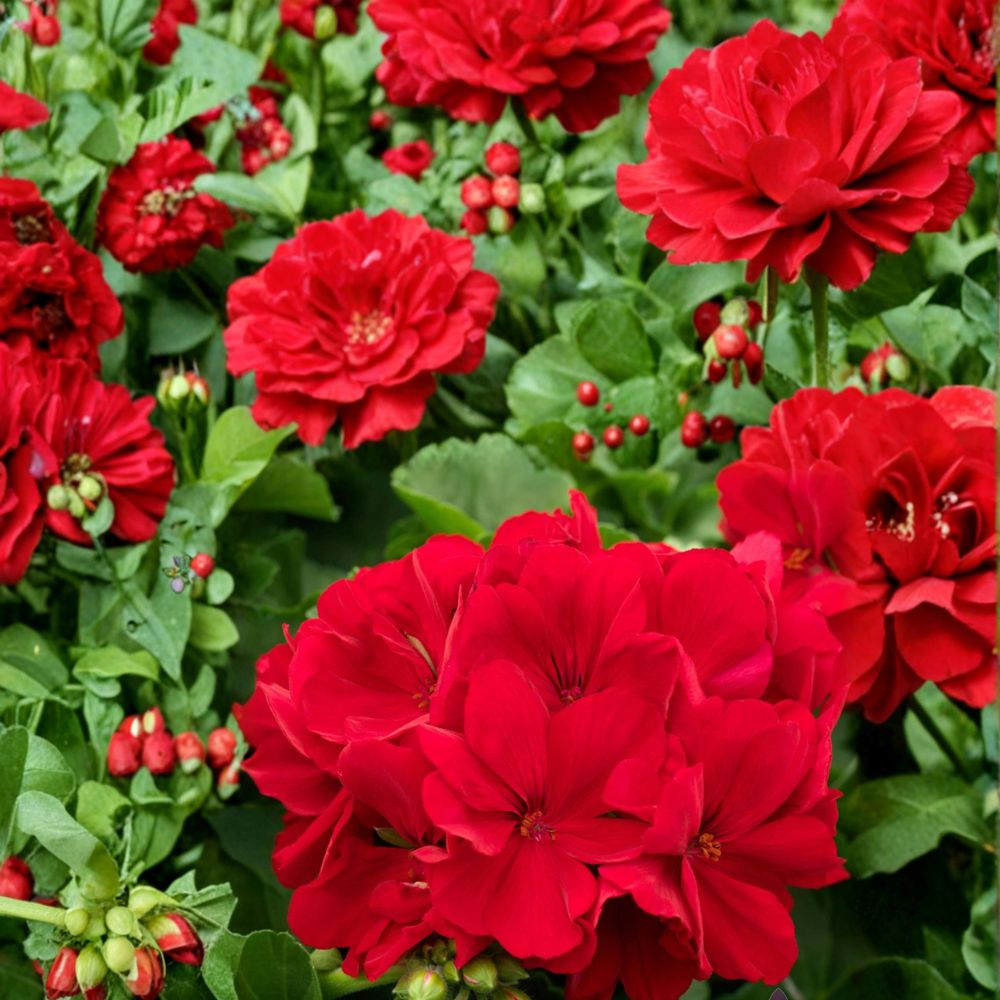 Calliope Dark Red Geranium Seeds | 25+ Seeds | Pelargonium Hybrid | Vibrant Deep Red Blooms for Containers & Baskets
