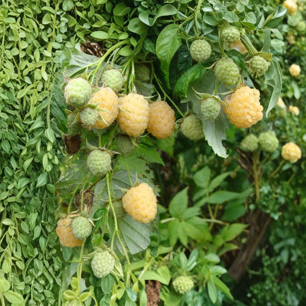 Anne Yellow Raspberry Plant - Live Rooted Fruiting Cane - Rubus idaeus - Sweet Golden Fall Bearing Berry for Zones 4-9
