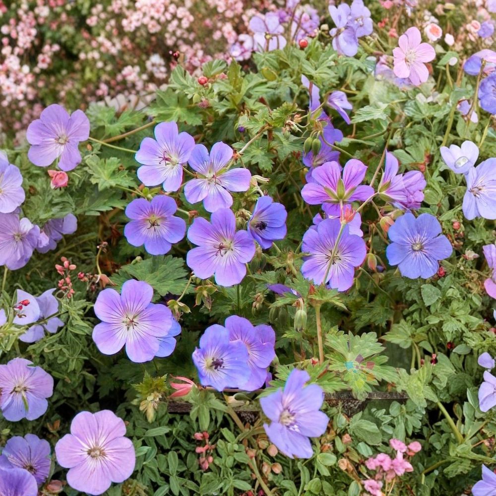 Rozanne Geranium Seeds - 25+ Seeds - Hardy Blue Flower Perennial - Geranium ‘Gerwat’ - Easy Grow for Garden & Container