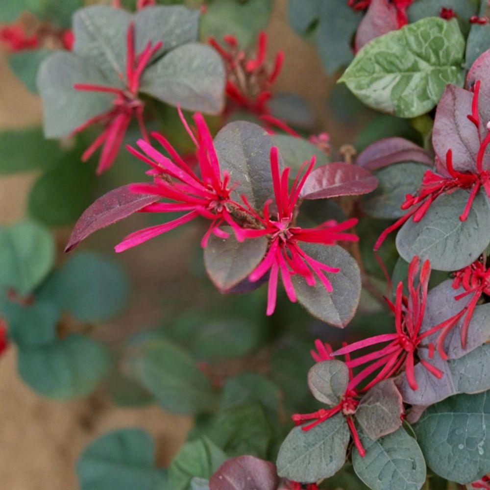 Loropetalum Chinese Fringe Flower Plant | Live Evergreen Bonsai Shrub | Vibrant Pink Blooms | Loropetalum chinense
