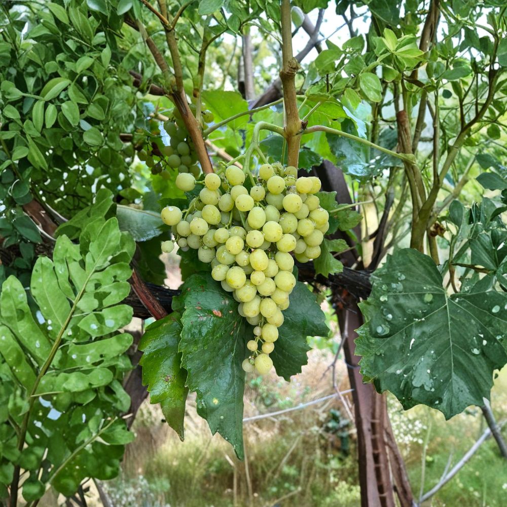 Diamond Muscat Grape Cuttings - 5 Live Vitis vinifera Seedless Propagation Stems | Sweet Muscat Table Grape Variety
