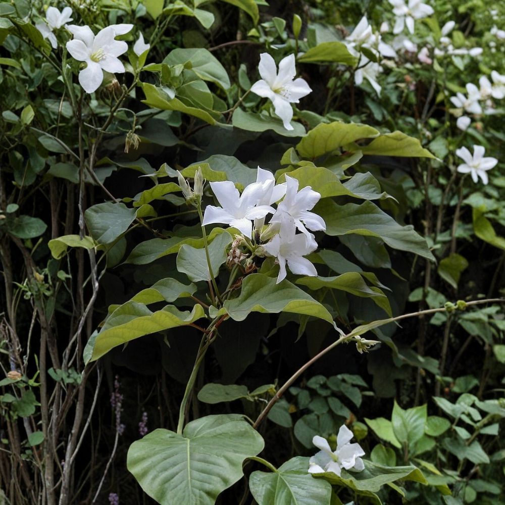 Brazilian Jasmine Seeds | 8 Seeds | Fragrant White Climbing Vine | Mandevilla laxa (suaveolens) | Tropical Flower Seeds