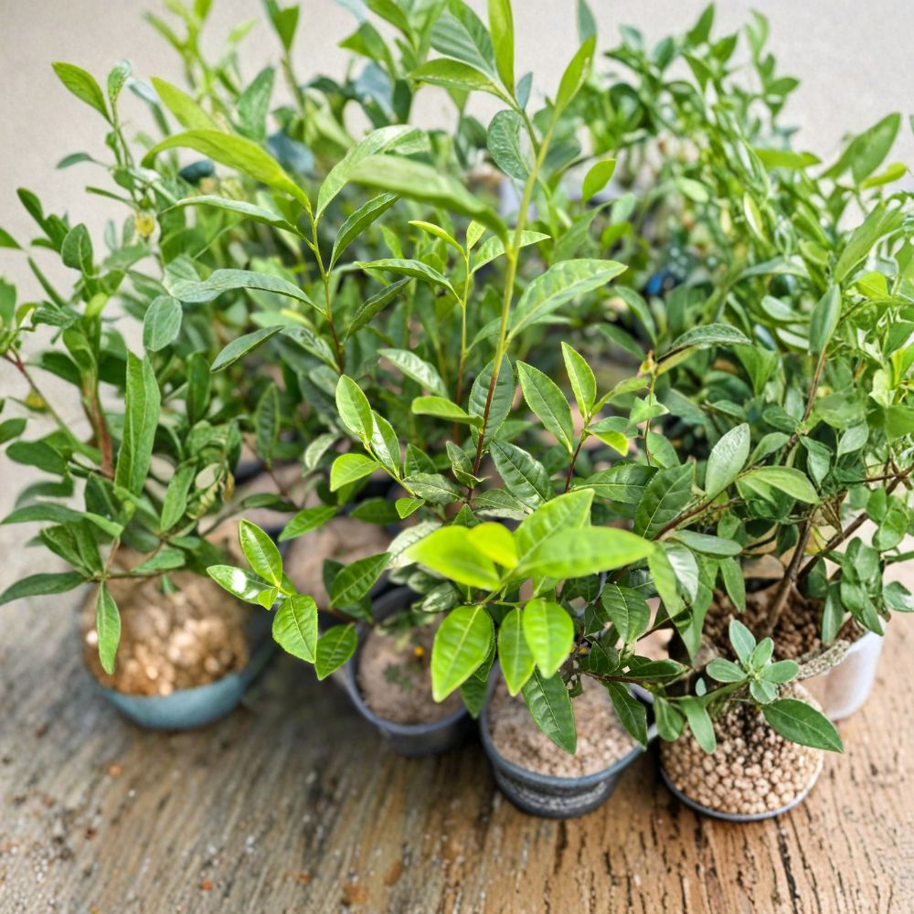 Live Anji White Tea Plant in Nursery Pot | Premium Camellia sinensis 'Anji Bai Cha' | Rare Chinese Green Tea Variety