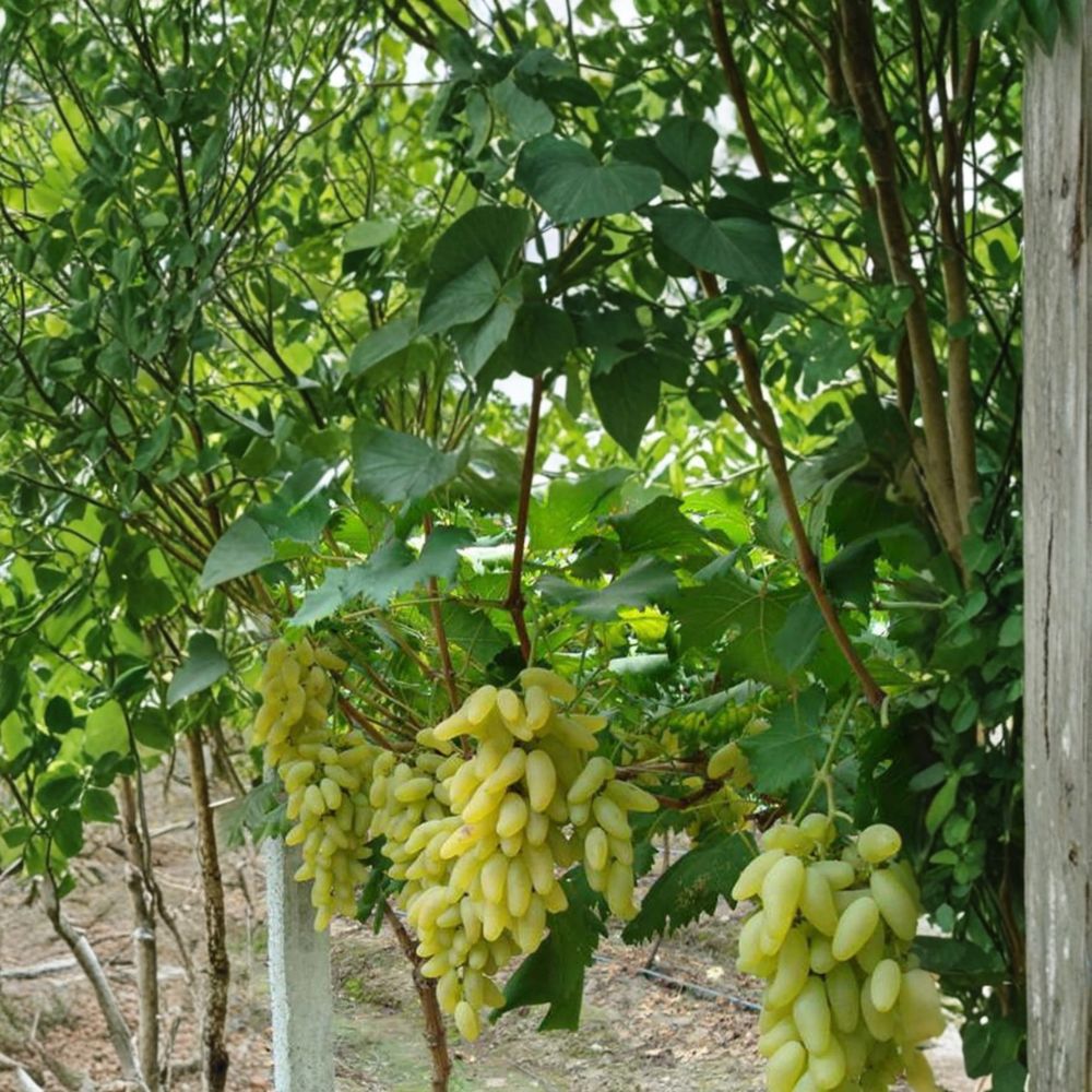 5 Gold Finger Grape Cuttings | Vitis vinifera | Sweet Japanese Table Grape | Live Propagation Stems | US Seller