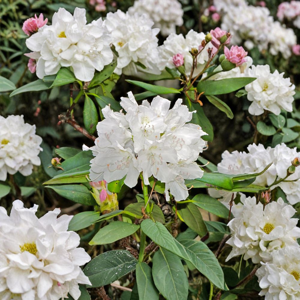 Rhododendron ‘Boule de Neige’ Live Evergreen Shrub | White Blooming Hardy Plant | Field Grown 12–15 Inches Wide
