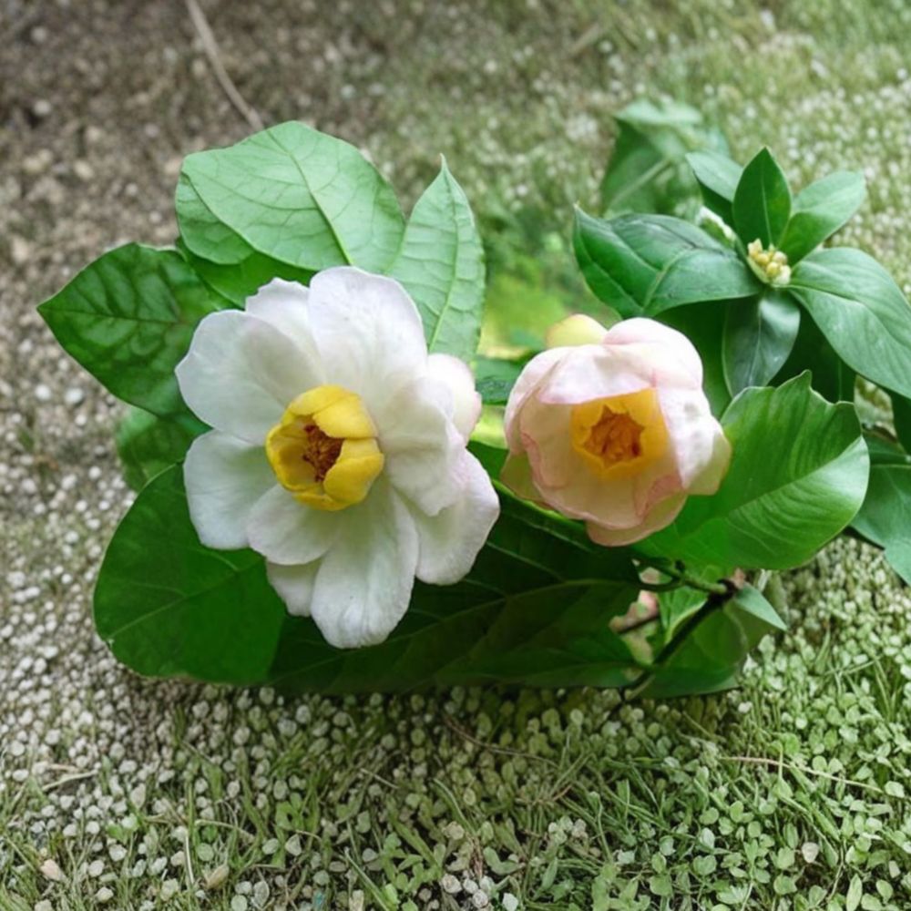 Chinese Sweetshrub – 2 Gallon Live Rare Flowering Shrub | Sinocalycanthus chinensis | Exotic Deciduous Garden Plant