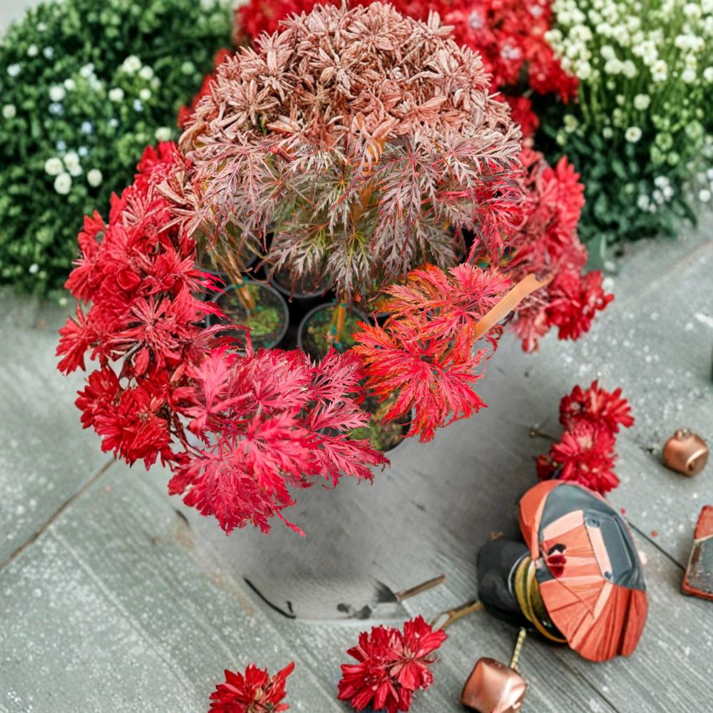 Weeping Japanese Maple Tree - 18-25 Inches - Crimson Queen Laceleaf - Acer palmatum dissectum - #3 Container