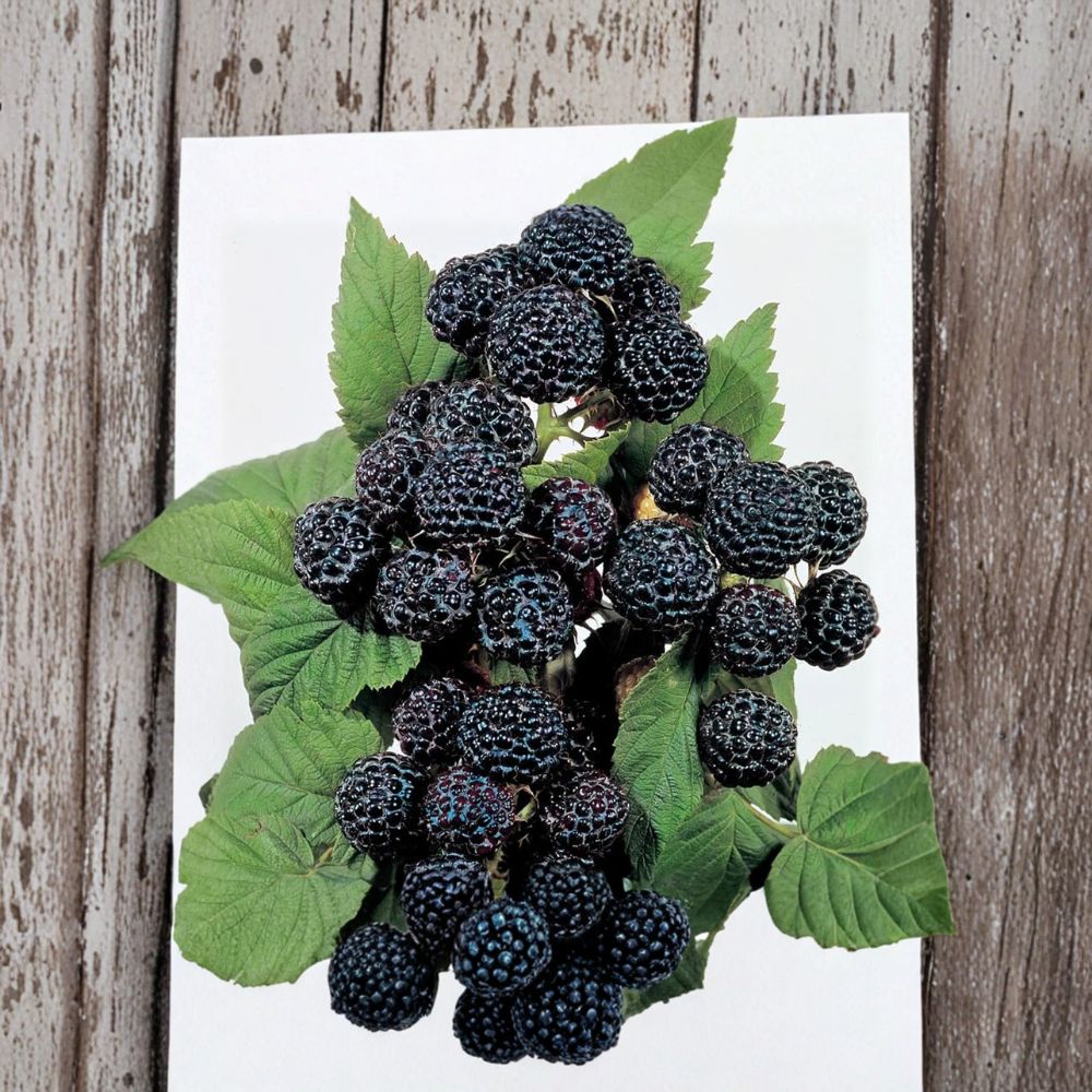 Jewel Black Raspberry Plant - Rooted Starter - Large Sweet Black Berries - Rubus occidentalis - Zones 4–8 - Disease Resistant