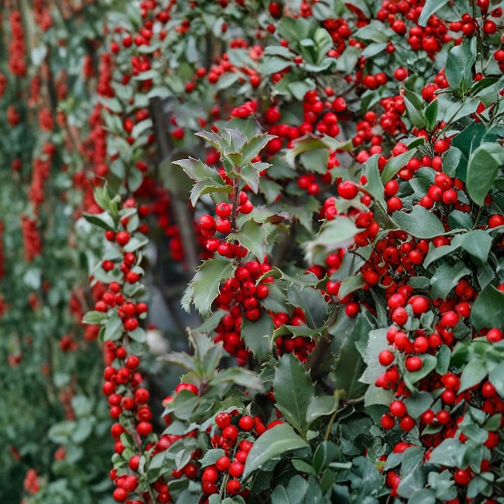 Live Blue Princess Holly Plant | 1 Gallon Pot | Ilex x meserveae | Female Evergreen with Red Winter Berries | Privacy Shrub