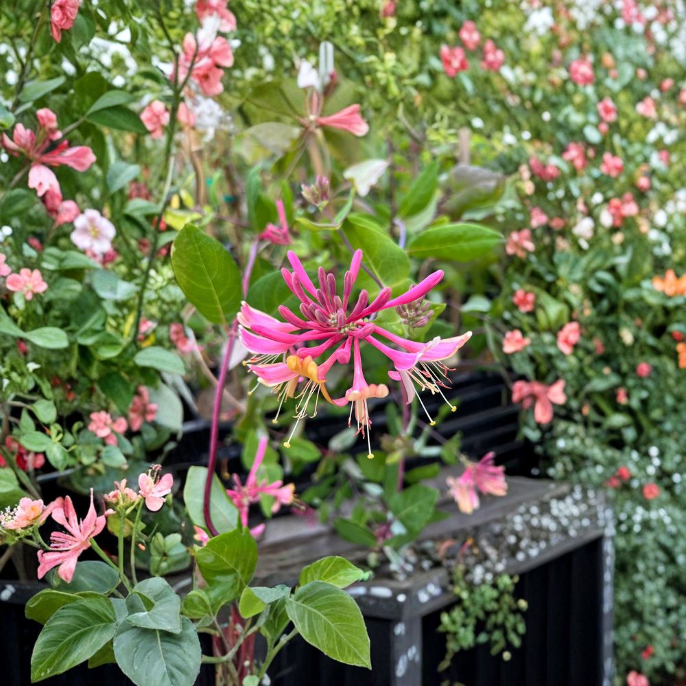 Goldflame Honeysuckle Vine - Live Rooted Starter Plant - Purple Coral Honeysuckle - Lonicera × heckrottii ‘Goldflame’