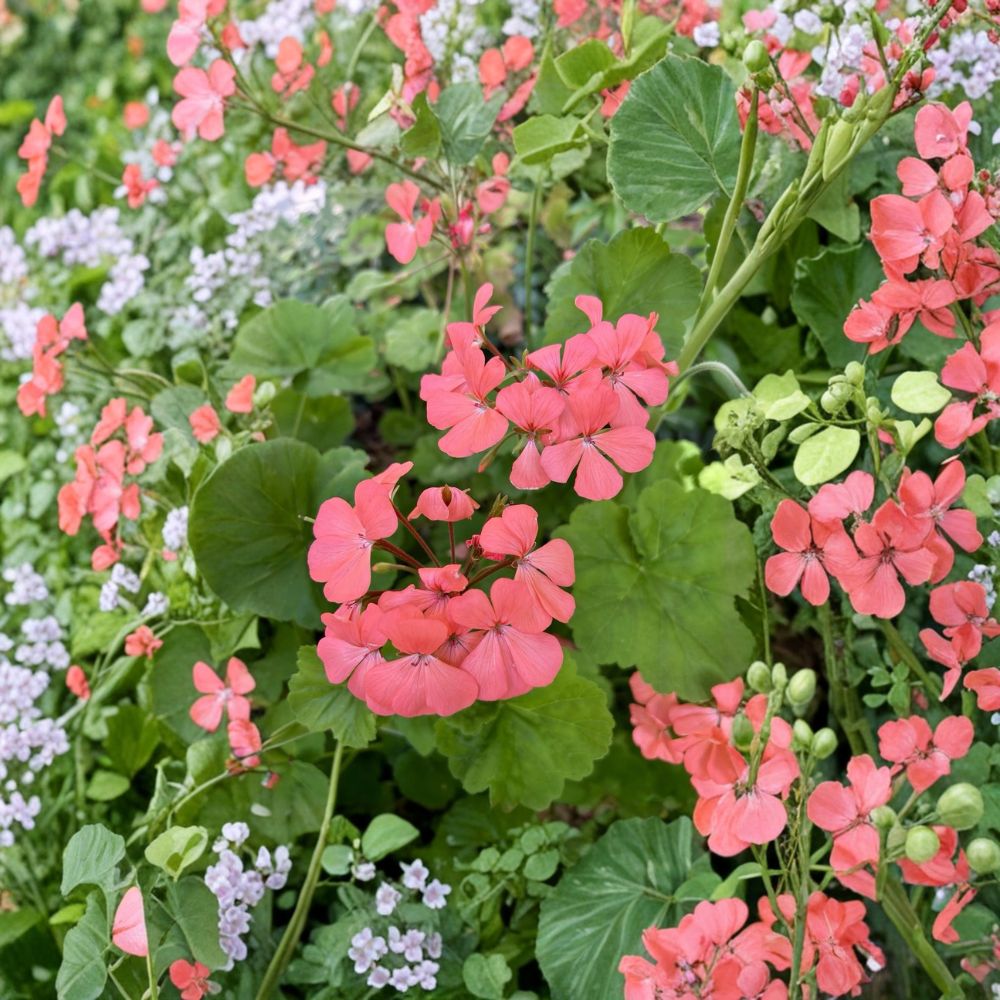 Salmon Pink Geranium Seeds - 15 Seeds - Pelargonium Annual Flower - Easy to Grow for Containers & Hanging Baskets