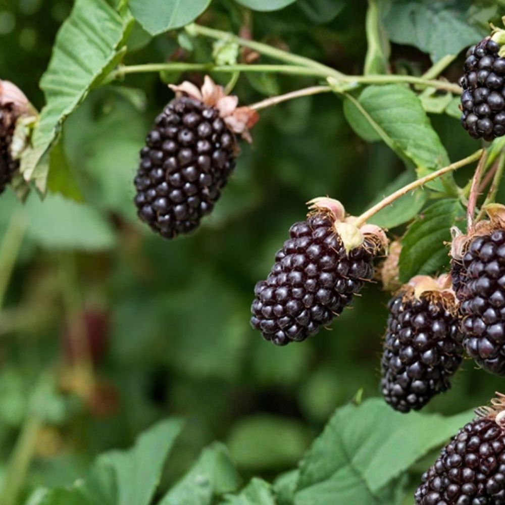 Boysenberry Plant - Live Rooted Berry Vine - Large Sweet-Tart Hybrid Berries - Rubus hybrid - Zones 5-10