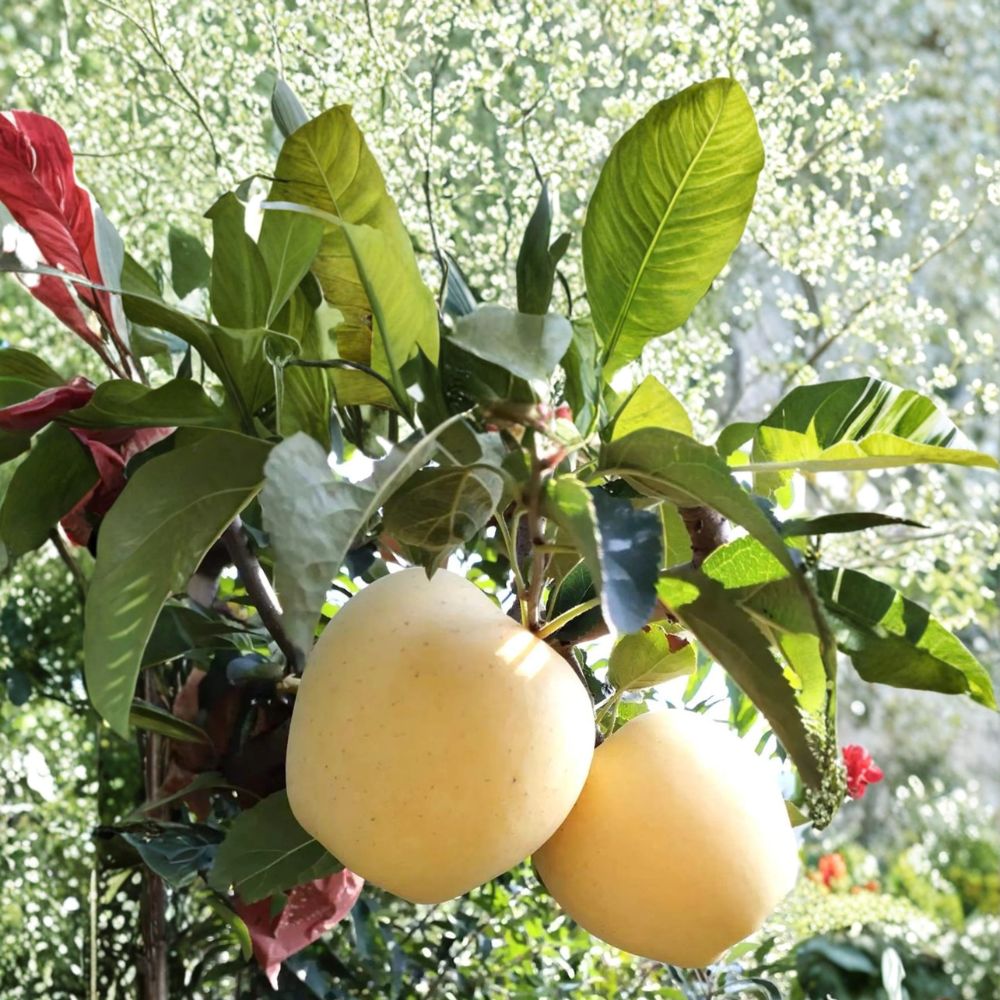 Golden Delicious Apple Tree | Bare Root Live Tree | Sweet Yellow Apples | Malus domestica ‘Golden Delicious’
