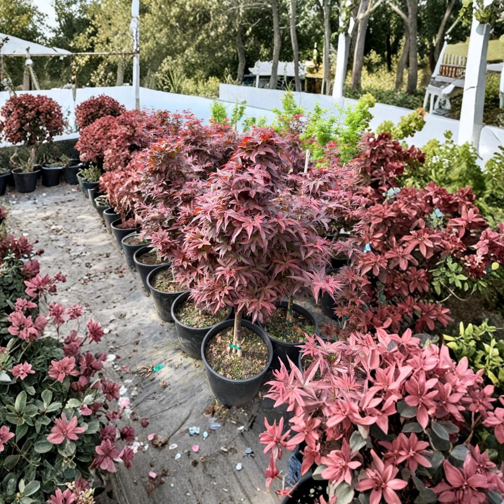 Acer palmatum 'Red Baron' Live Tree | 25-35 Inches | Upright Red Japanese Maple | Burgundy to Purple Fall Color
