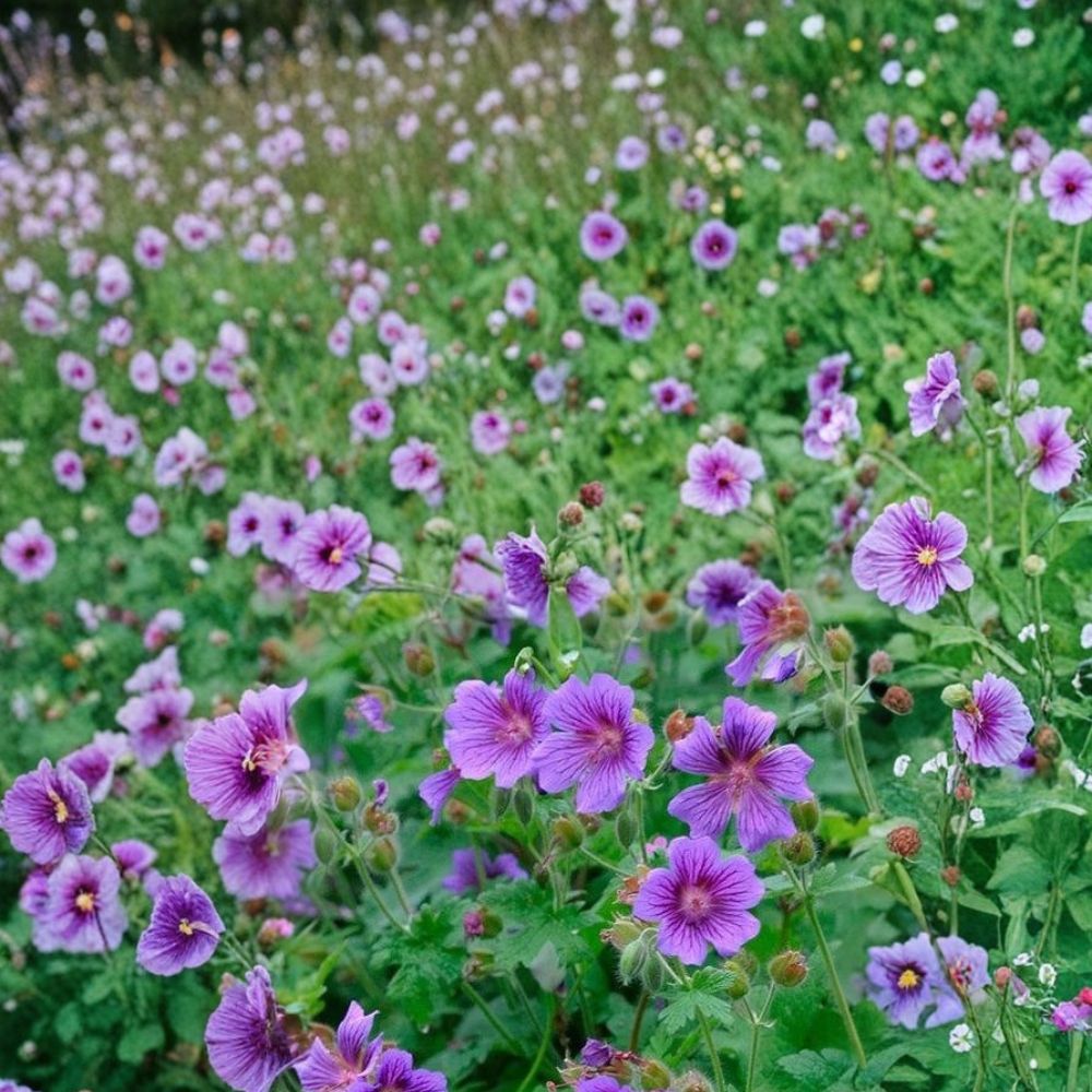 Himalayan Cranesbill Geranium Seeds - 25+ Seeds - Purple Blue Blooms - Pollinator Friendly - Geranium himalayense