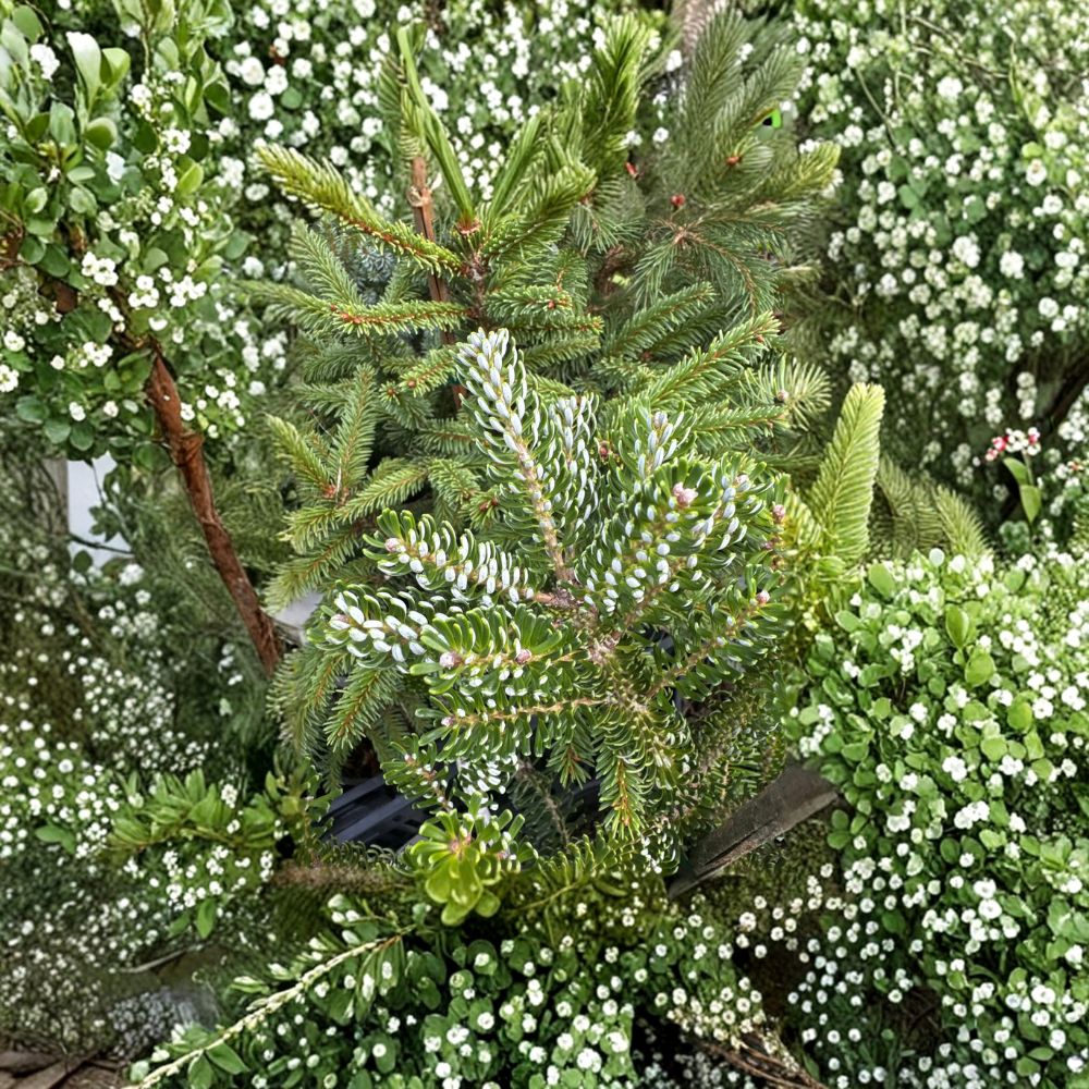Horstmann’s Silberlocke Korean Fir Plant | 12 Inch | Silver-Blue Evergreen Conifer | Abies koreana ‘Horstmann’s Silberlocke’