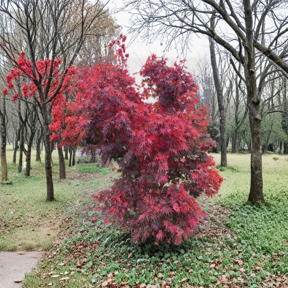 Japanese Maple Tree – #1 Container Plant – Red Dawn Variety – Acer ‘Red Dawn’ – 18-24" Tall – Four-Season Color