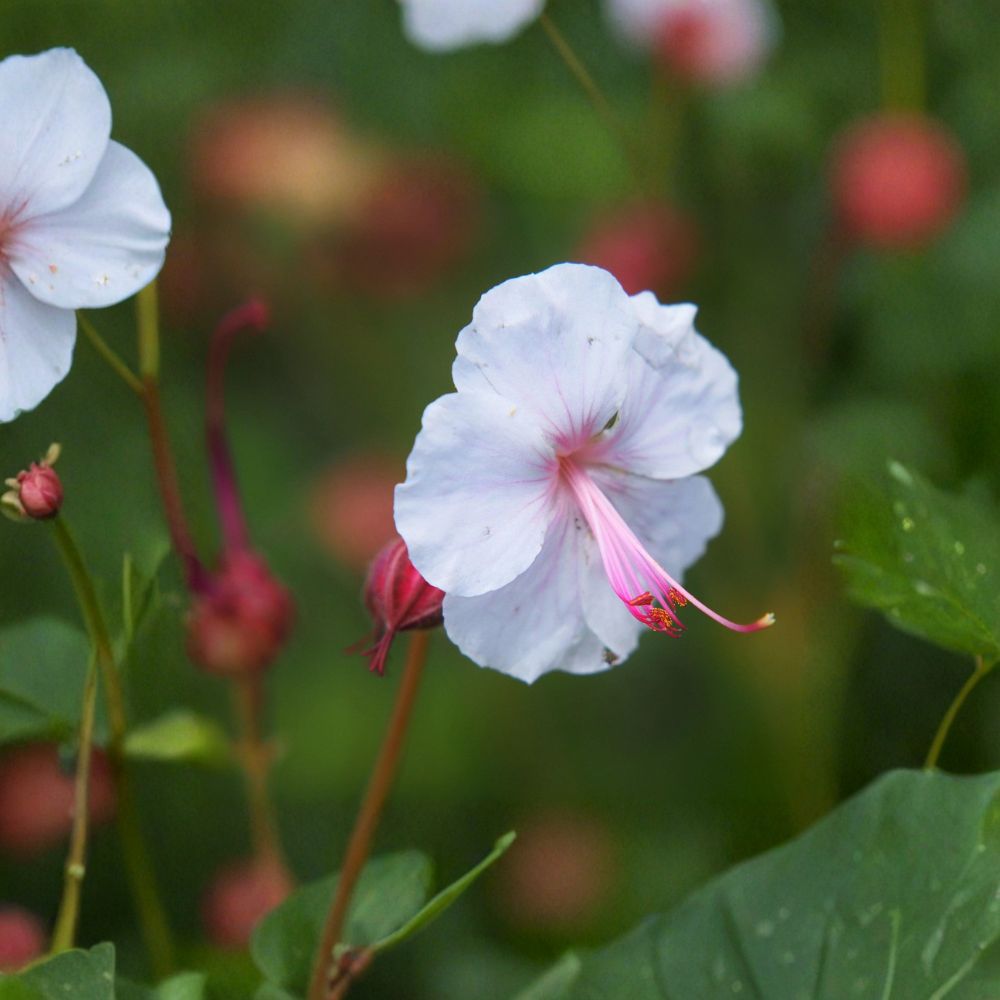 Biokovo Geranium Bare Roots | 3 Live Roots | Hardy Cranesbill Perennial | Geranium x cantabrigiense ‘Biokovo’ | White & Pink Blooms