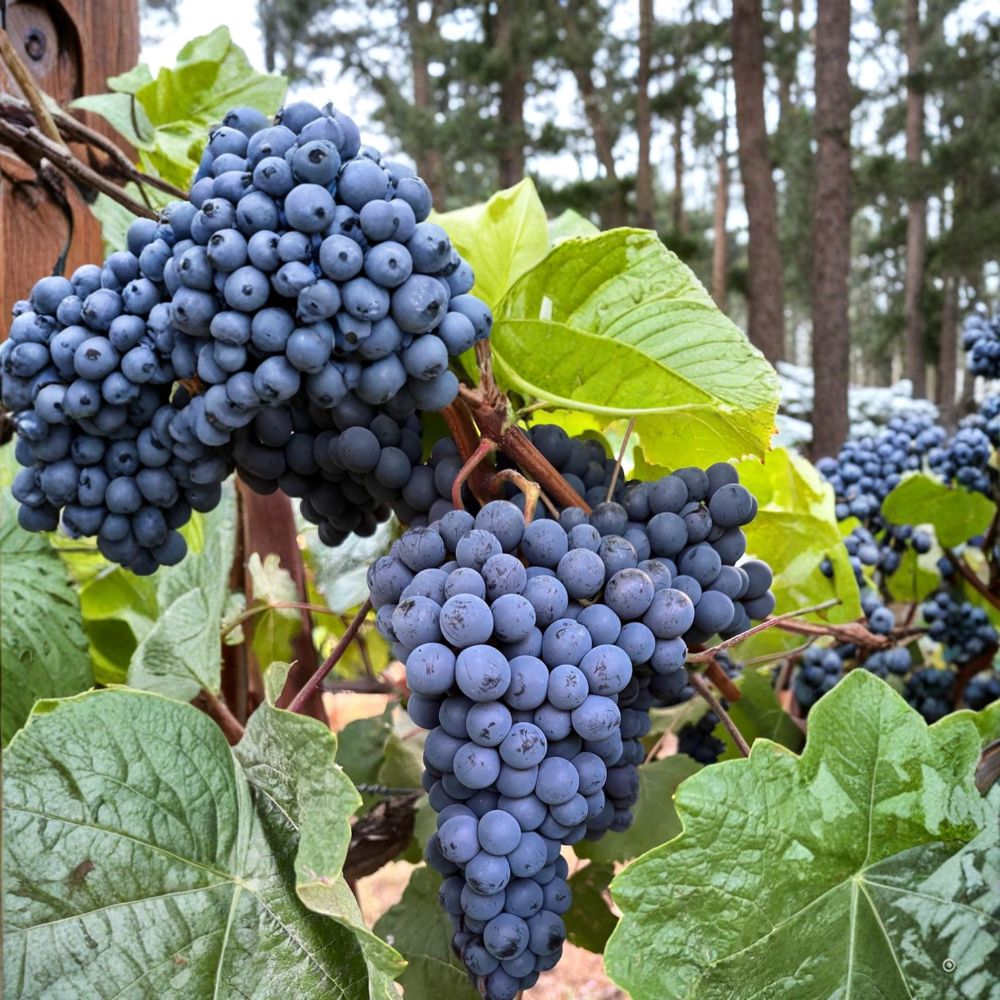 5 Thomcord Grape Cuttings – Live Vitis vinifera – Sweet Seedless Table Grapes – Easy Home Propagation – US Seller