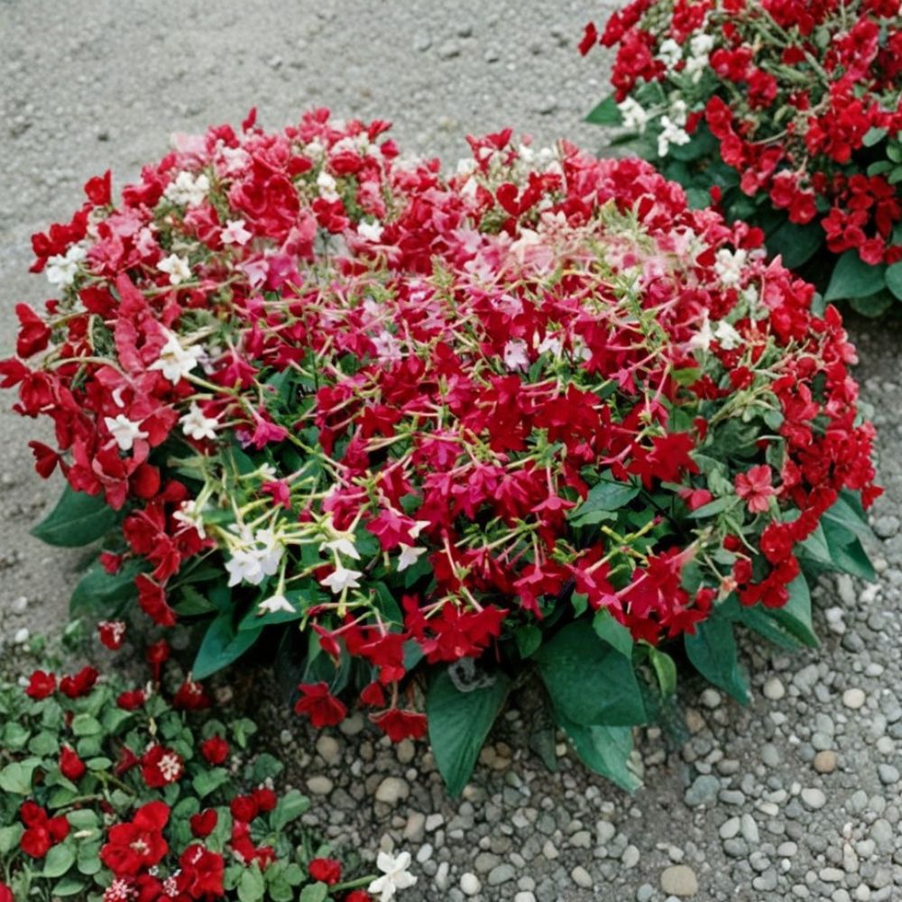 Nicotiana Alata Seeds - 5,000 Bulk Jasmine Tobacco - Night Fragrant Flower - Pollinator Garden Plant - Easy to Grow