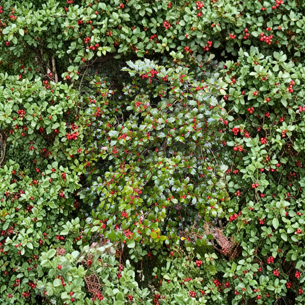 Carnival American Holly Plant | Quart Pot | Female Evergreen with Orange-Red Berries | Ilex opaca | Cold Hardy Landscape Tree