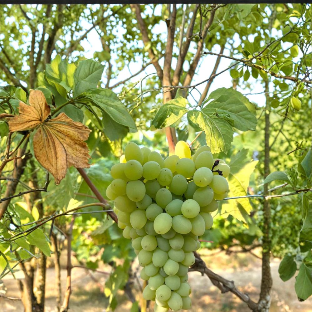 5 Neptune Seedless Grape Cuttings - Vitis vinifera - Sweet Table Grape Variety - Easy Home Propagation - US Seller