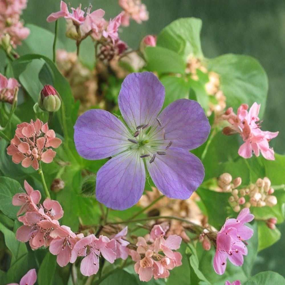 Wild Geranium Cranesbill Bare Roots - 5 Live Shade Loving Perennials - Pollinator Friendly - Geranium maculatum