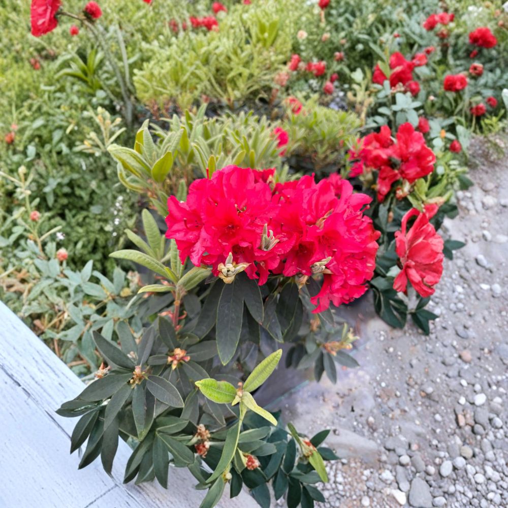 Rhododendron Vulcan's Flame Live Evergreen Shrub | Bright Red Blooms | Cold Hardy Plant | #3 Container Grown