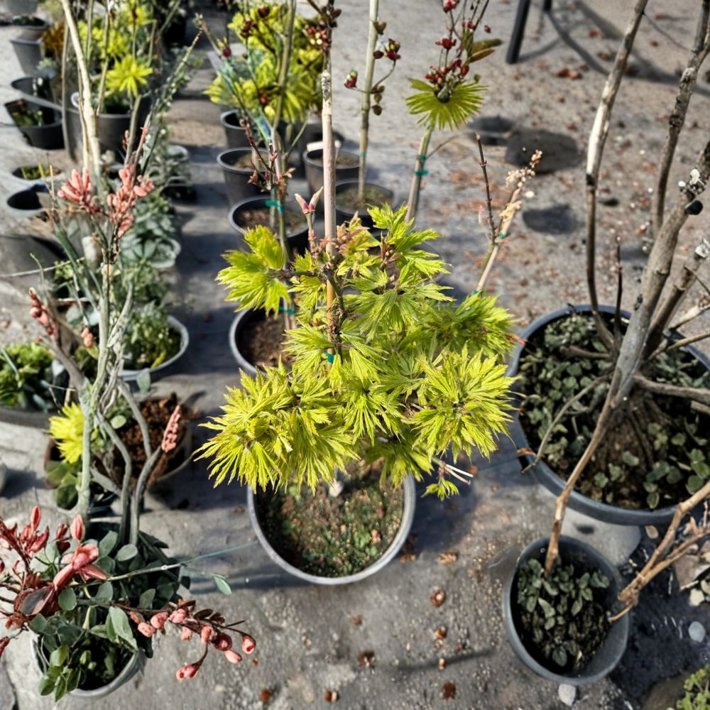 Acer palmatum ‘Sister Ghost’ Japanese Maple Tree | Rare Ornamental | #3 Container | Golden Fall Color | Unique Foliage
