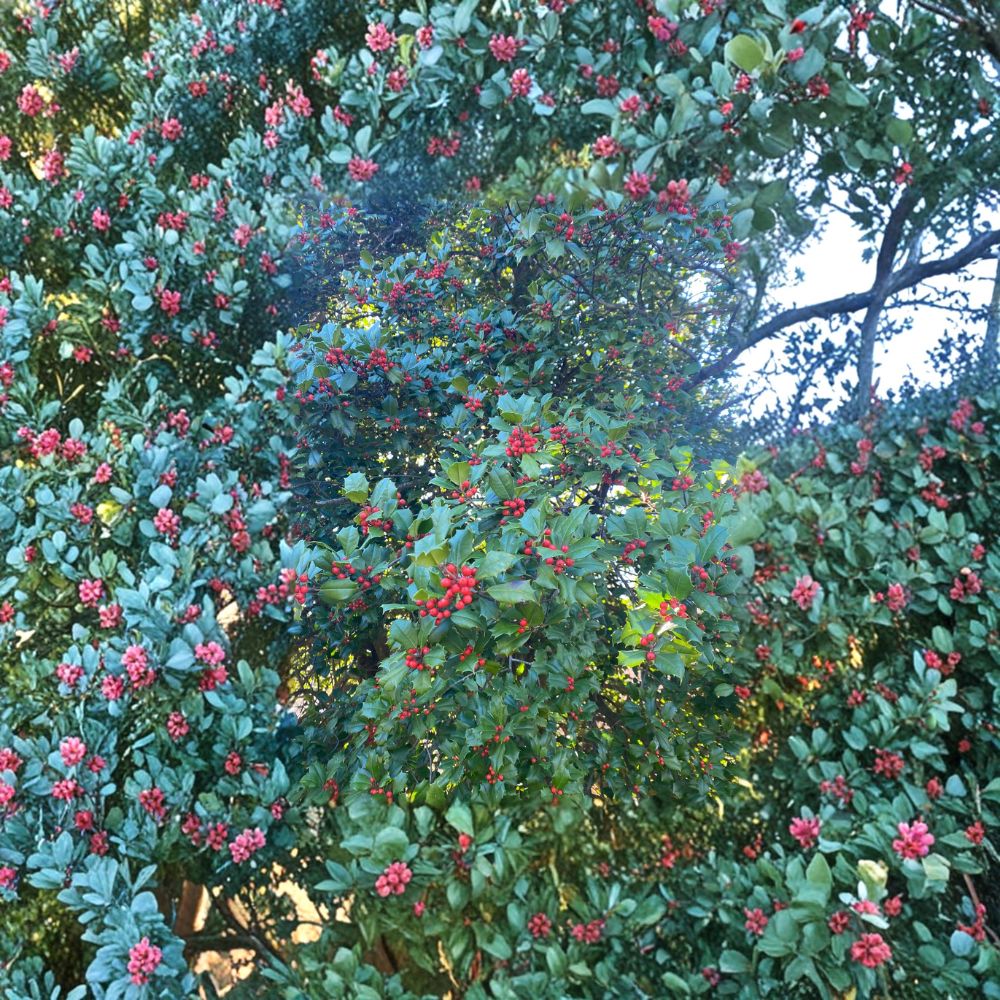 Cave Hill American Holly Plant - 1 Gallon Pot - Female Evergreen Holly - Ilex opaca - Hardy Landscape Shrub