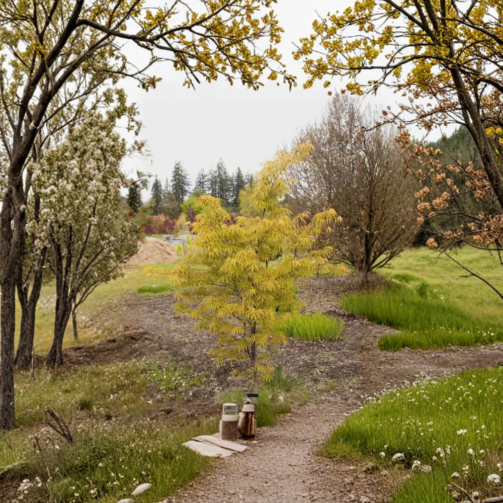 Acer palmatum 'Kenbu' Japanese Maple | 20–25 Inches | Rare Linearilobum | Bamboo-Like Foliage | #3 Container Tree