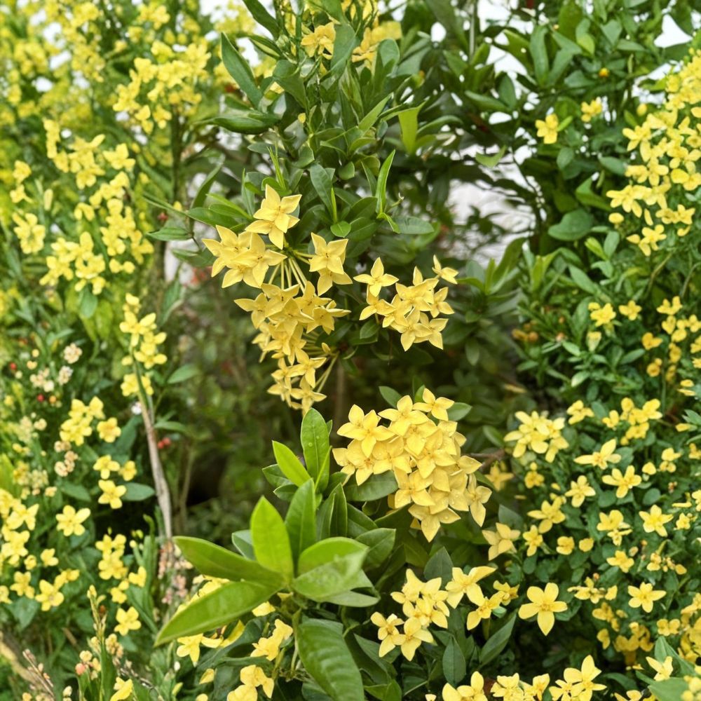 Yellow Ixora Coccinea Seeds | 5 Rare Seeds | Jungle Geranium | Tropical Flowering Shrub | Easy to Grow for Containers