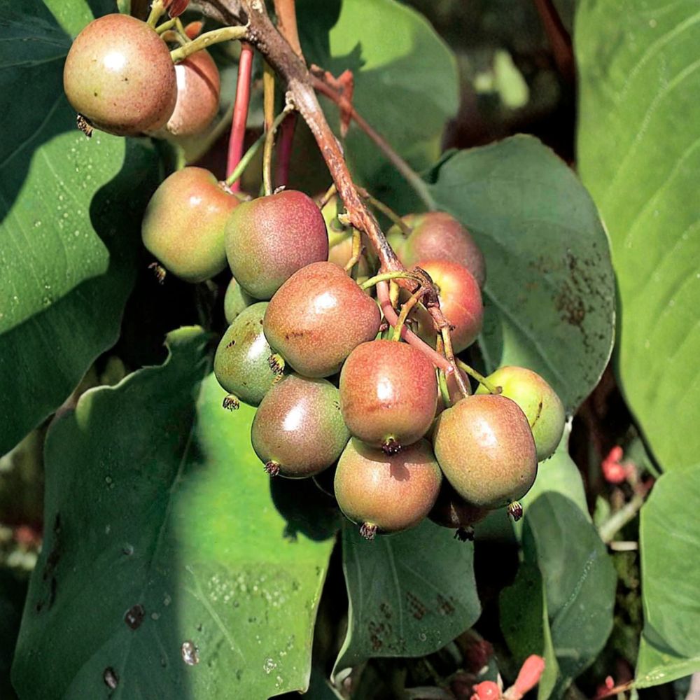 Geneva Hardy Kiwi Vine - Live Rooted Female Plant - Sweet Fuzzless Kiwi - Actinidia arguta - Zones 4-8 - Edible Landscape