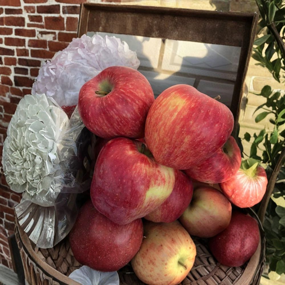 Rainbow Delicious Apple Tree - Bare Root, Striped Red & Yellow Variety, Malus domestica ‘Rainbow Delicious’