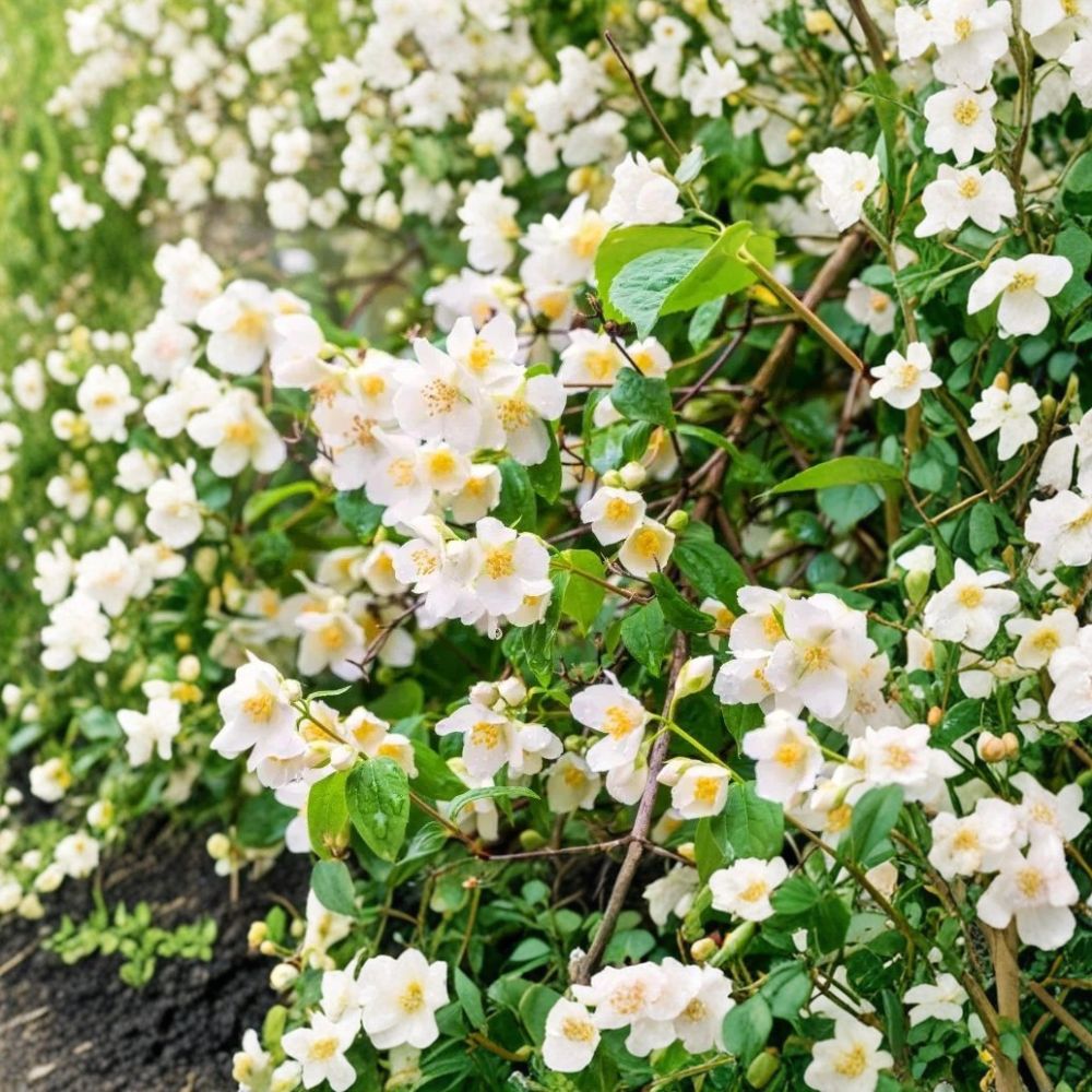 Sweet Mock Orange Shrubs - 5 Live Starter Plants - Fragrant White Blooms - Philadelphus coronarius - Bare Root Garden Plants