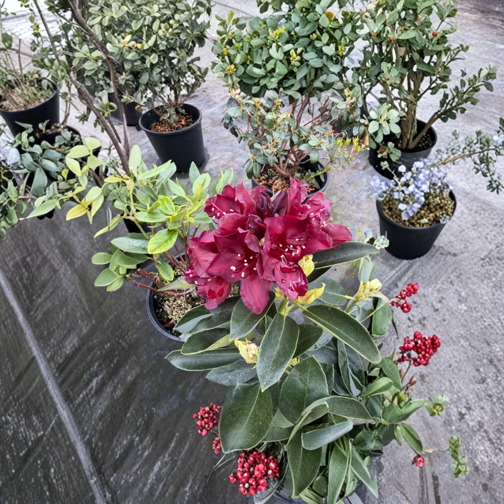 Rhododendron ‘Dark Lord’ Live Shrub | Deep Maroon Blooms | Cold Hardy Evergreen | #2 Container Grown | Landscape Plant