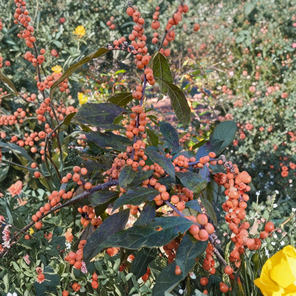 Winter Gold Winterberry Holly Shrub | 4 Inch Pot | Orange Berry Ilex verticillata | Cold Hardy Landscape Plant