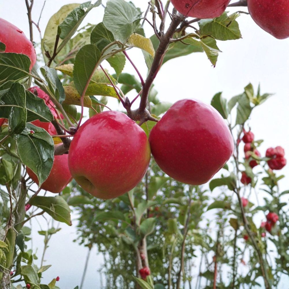 Pink Lady Apple Tree - Live Bare Root - Cripps Pink Variety - Malus domestica - Ideal for Edible Gardens & Orchards