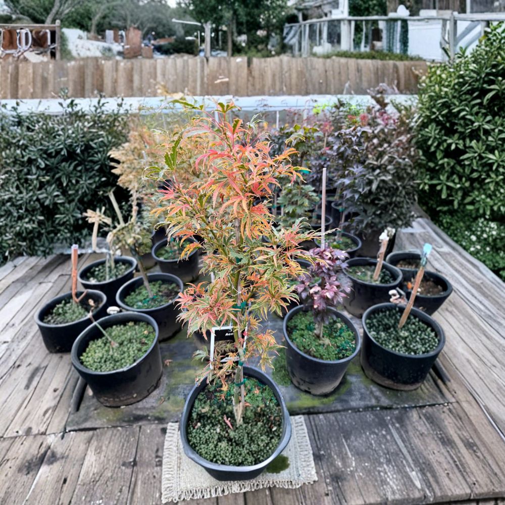 Acer palmatum ‘Manyo no Sato’ Japanese Maple Tree | #3 Container | Rare Variegated Foliage | Colorful Seasonal Display