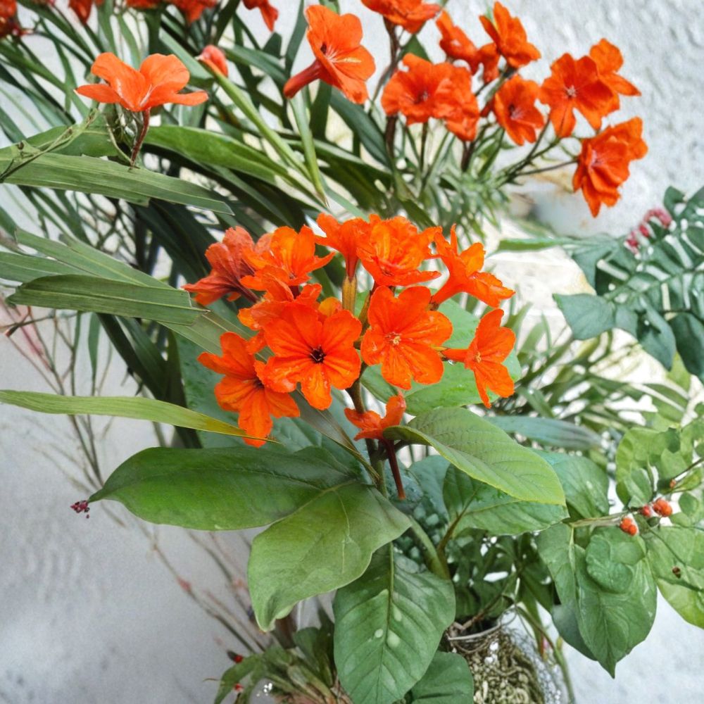 Geiger Tree Seeds | 5 Seeds | Orange Flowering Tropical Tree | Cordia sebestena | Pollinator Friendly, Rare Exotic Plant