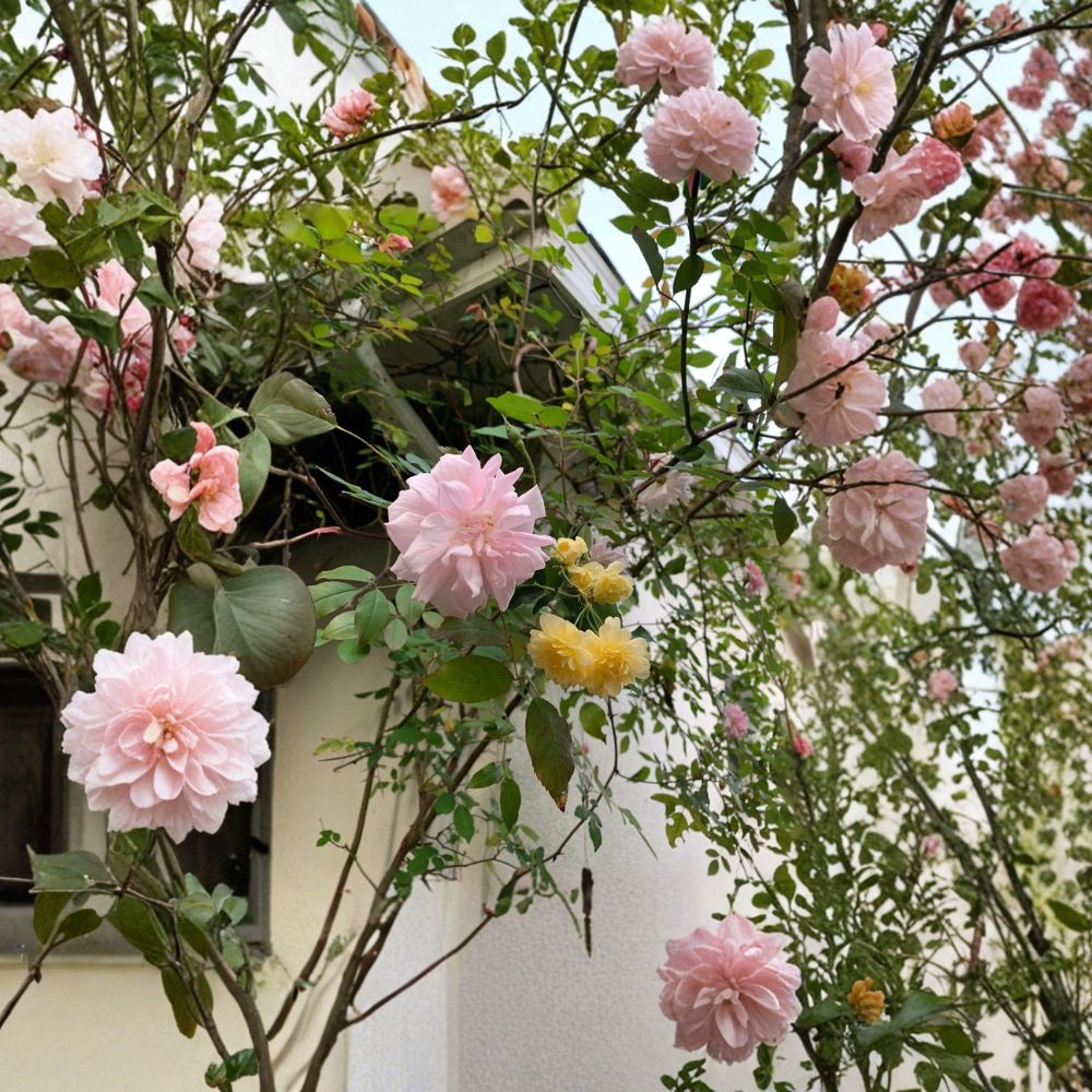 Miniature Rose Cuttings Combo - 20 Organic 6" Pink & Yellow Roses | Rosa spp. | Fragrant Flowering Plants for DIY Propagation