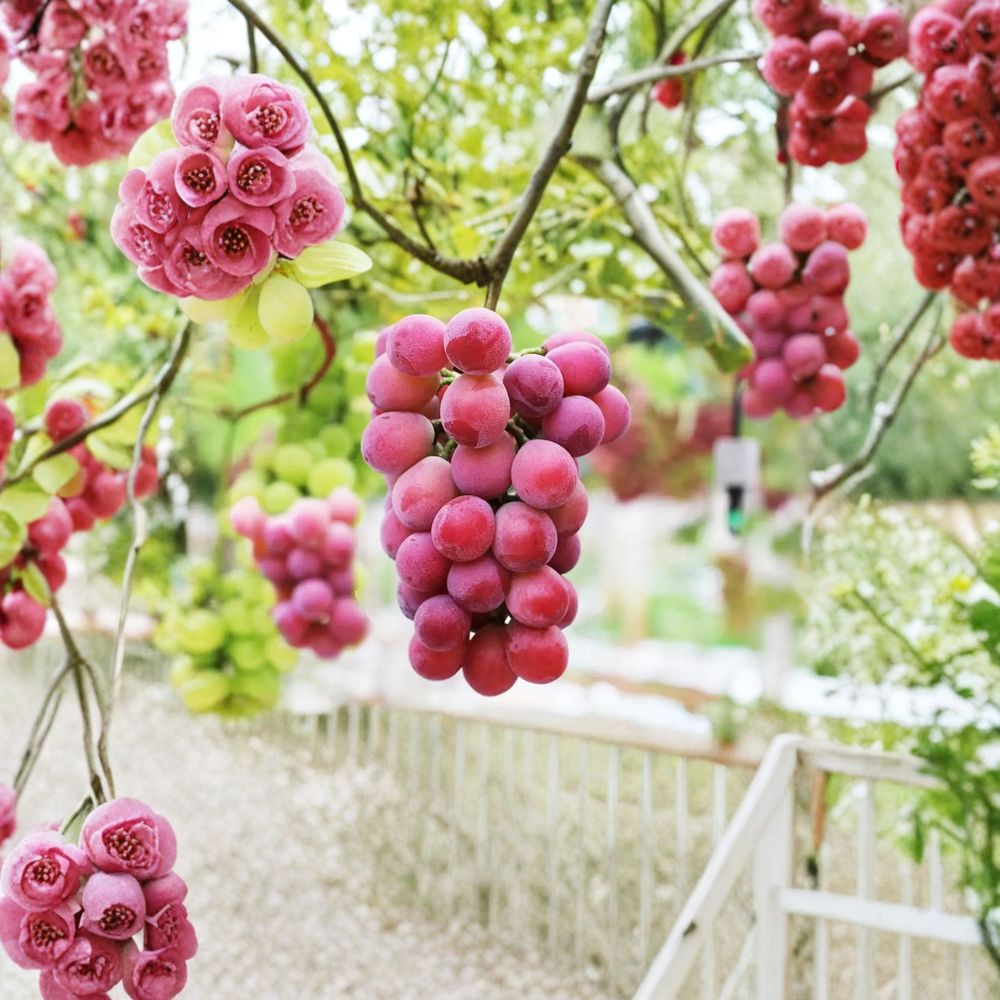 Queen Nina Grape Vine - Live Bare Root - Luxury Red Table Grape - Vitis vinifera 'Queen Nina' - 3309C Rootstock